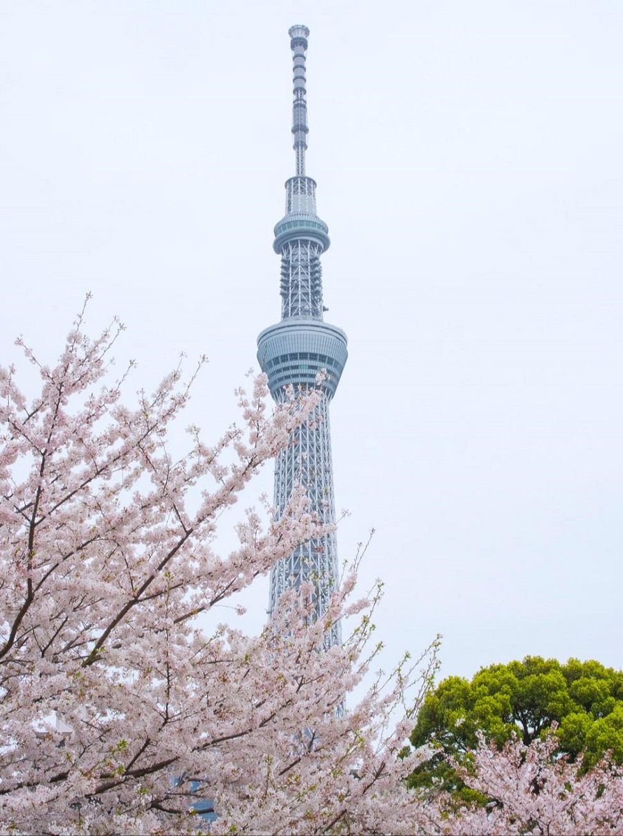Tokyo Skytree and Cherry Blossoms