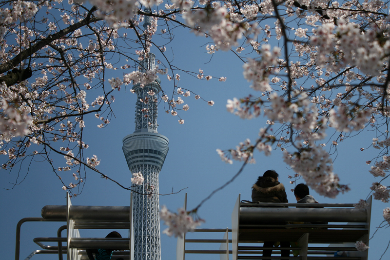 Cherry Blossoms + Toky oSkytree