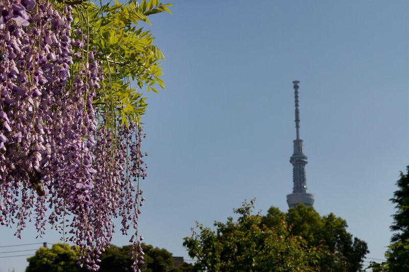 Fuji-no-hana, Flowers in May, Mukojima-Hyakka-en Sumida-ku