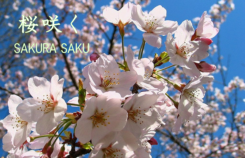 Sakura Saku, a success