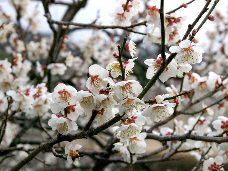 ume at Mito-Kairaku-en